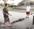 Gator (3)